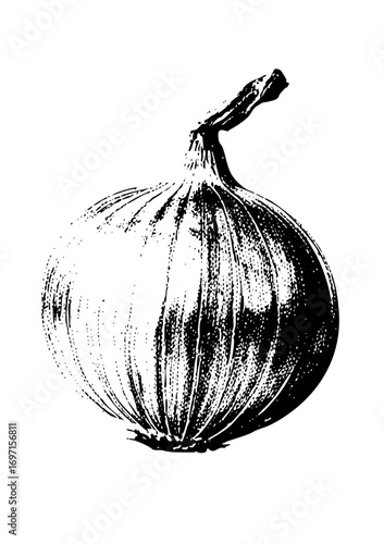 Vector Detailed of a single onion with stem.