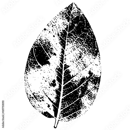 Vector Detailed leaf showcases botanical texture.