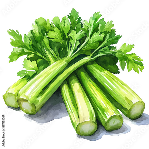 Celery, watercolor vector, isolated on a white background.