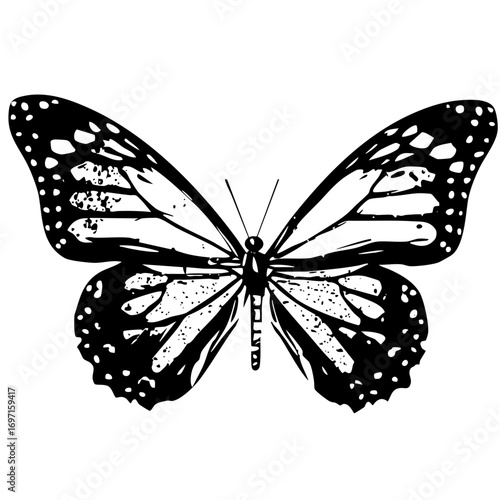 Vector Detailed black and white butterfly with symmetrical wing .