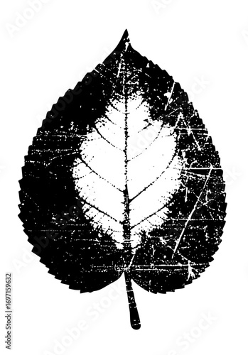 Vector Detailed leaf showcases intricate vein structure.