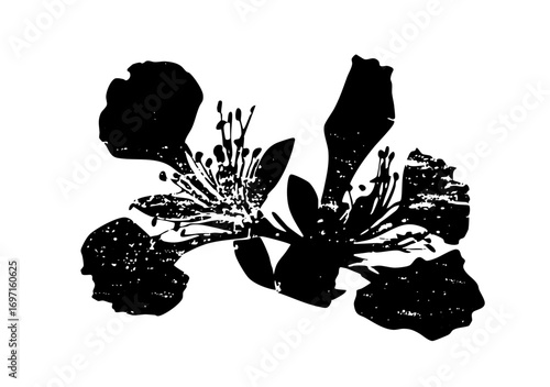 Vector Floral bloom features delicate petals and prominent stamen.