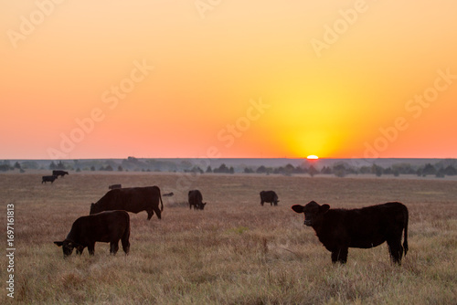 Foto Black cattle at sunrise