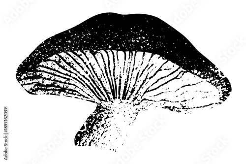 Vector Detailed of a mushroom with radiating gills.