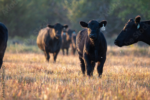 Fototapeta Naklejka Na Ścianę i Meble -  Cattle at morning light