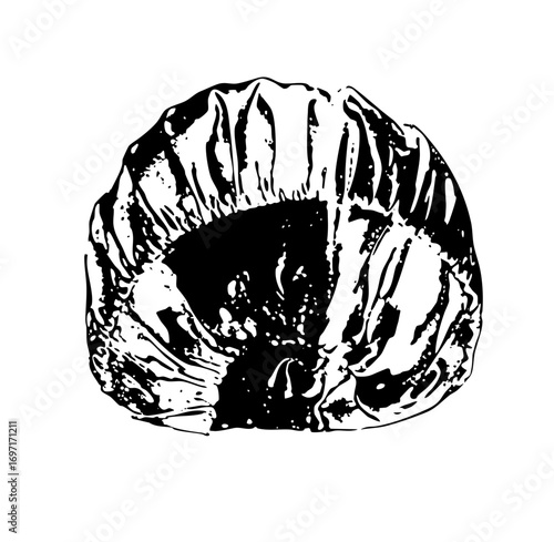 Vector Detailed of a halved walnut with textured .