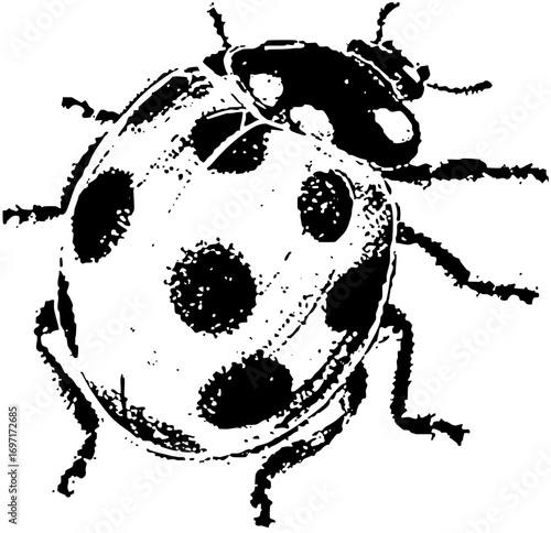 Vector Detailed black and white of a spotted beetle.
