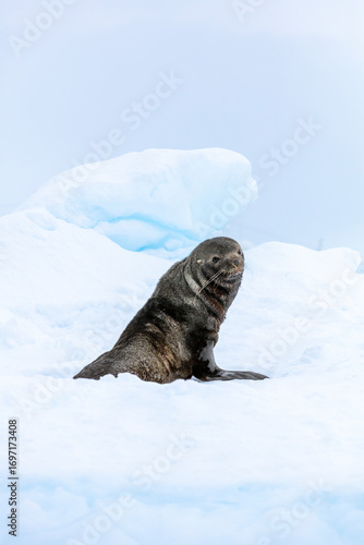 Antarctic fur seal (Arctocephalus gazella) resting on snow in the icy wilderness of Antarctica. 