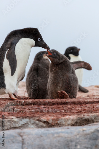 Adélie penguin (Pygoscelis adeliae) feeding its chick on a rocky nesting site in Antarctica. 