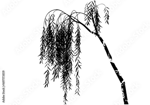 Vector Elegant weeping willow branch in monochrome style.