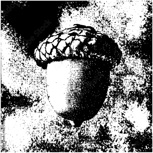 Vector Detailed acorn showcases natural form.