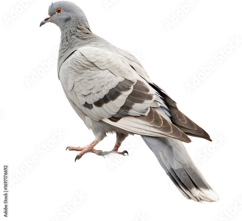 Elegant white dove perched gracefully, symbolizing peace and new beginnings for your projects.
