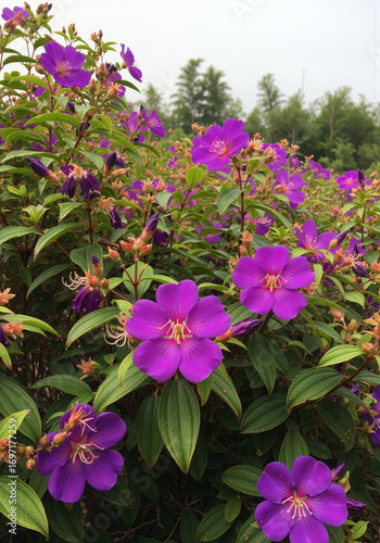 Vibrant purple flowers blooming on lush green bush