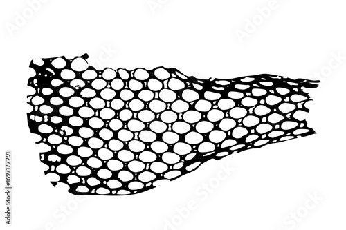 Vector Organic cellular features interconnected circular voids.