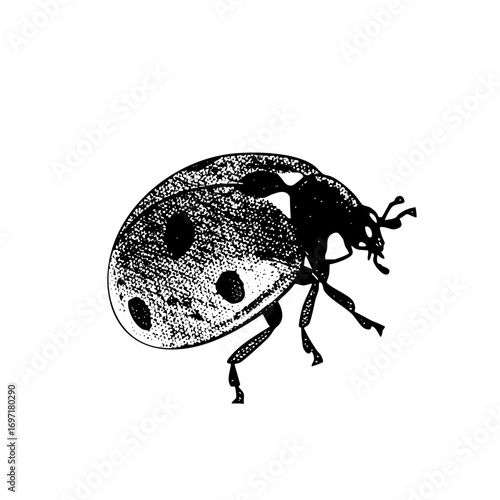 Vector Detailed of a spotted ladybug crawling sideways.