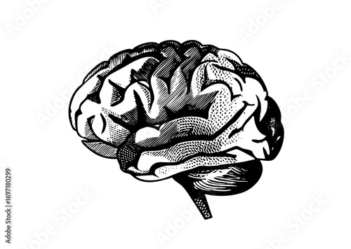 Vector Detailed of a human brain with textured surface.