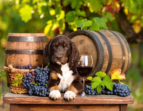 A puppy sits on a wooden table, surrounded by wine barrels, grapes, and a glass of red wine. Autumnal vineyard setting