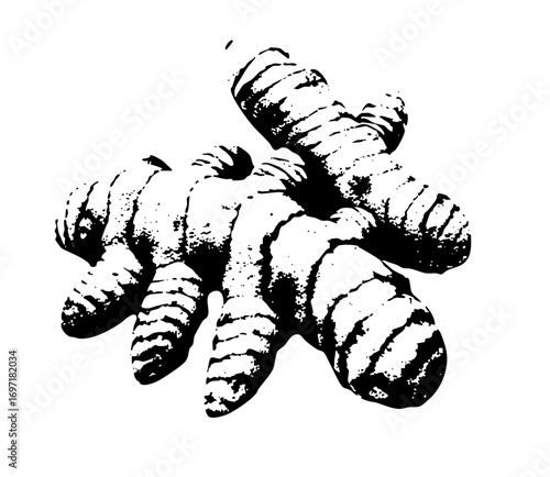Vector Detailed monochrome of a turmeric root cluster.