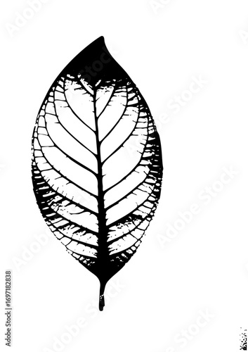 Vector Detailed botanical leaf showcases intricate vein .