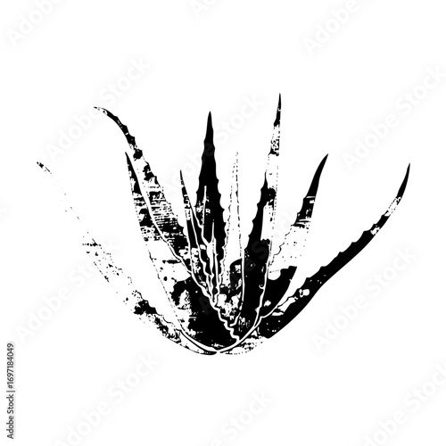 Vector Abstract aloe vera plant in monochrome.