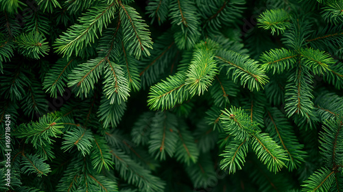 Galhos de Pinheiro Frescos e Verdes