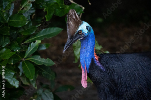Southern cassowary in Etty Beach, Queensland, Australia.