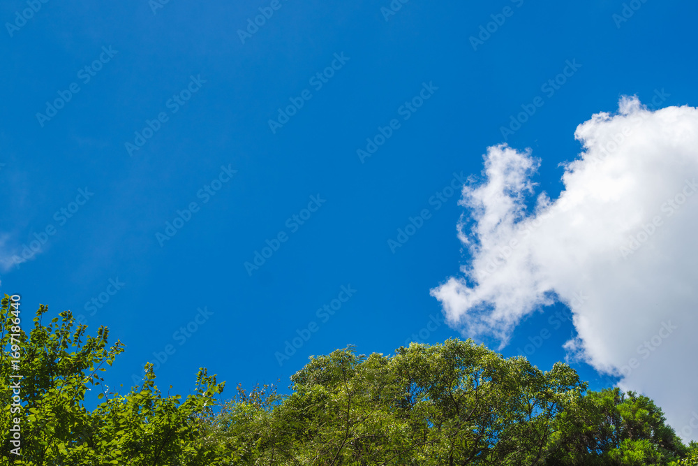 Obraz premium 森から見上げる晩夏の青空と雲02