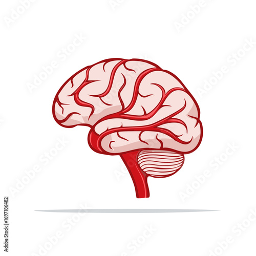 Human Brain Anatomy Illustration Showing Lobes and Cerebellum on White