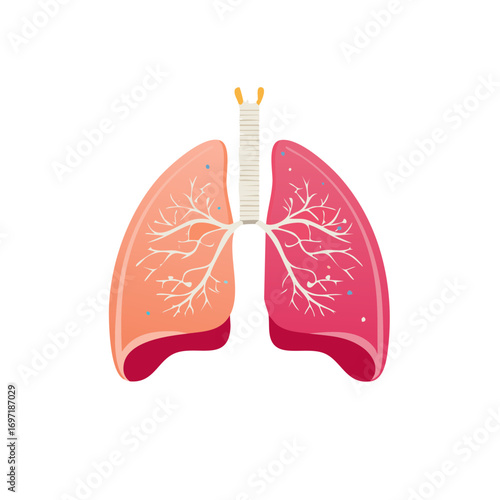 Illustration of human lungs. Vector drawing of the respiratory system showing alveoli.