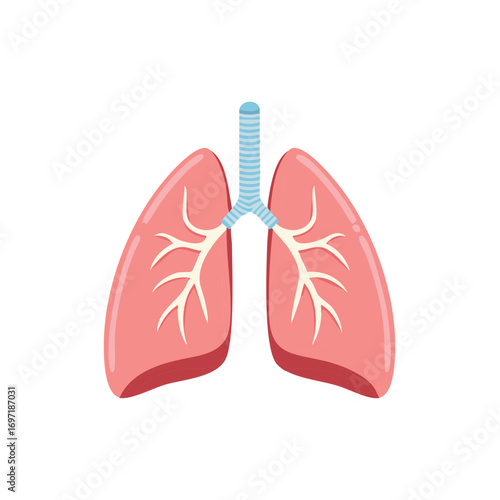 Human Lungs Illustration Anatomical Respiratory System Bronchial Tree Organ Healthcare Medicine Medical Diagram