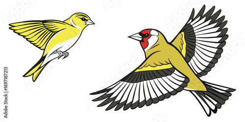 Two European Goldfinches in flight with wings spread against a white background bird flying