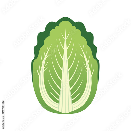 Healthy Fresh Green Napa Cabbage Vegetable Illustration for Organic Food and Eating Concepts