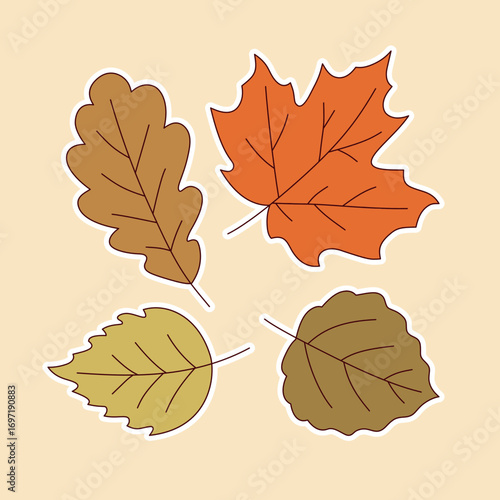 Autumn leaves oak maple aspen and birch fall foliage illustration