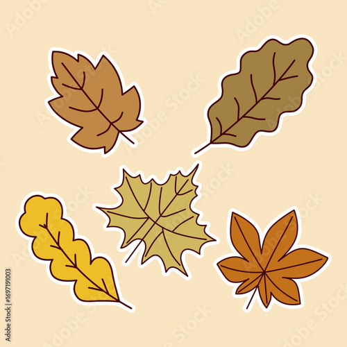 Autumn leaves oak maple aspen and birch fall foliage illustration