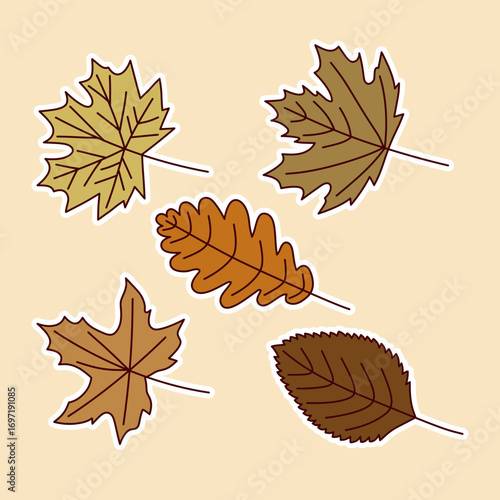 Autumn leaves oak maple aspen and birch fall foliage illustration