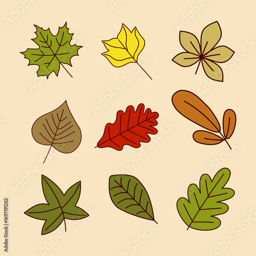 Autumn leaves oak maple aspen and birch fall foliage illustration