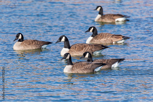 Canada geese (Branta canadensis) swimming peacefully on a calm lake, part of their seasonal migration and natural behavior.