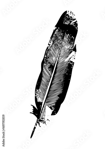 Vector Detailed of a single black feather with textured lines.