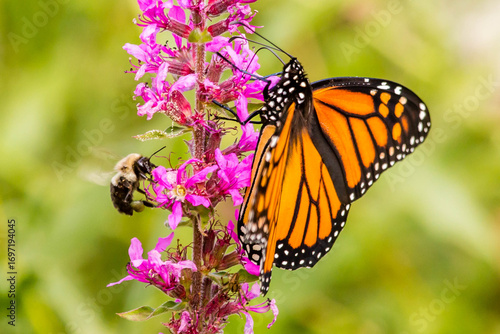 A monarch butterfly on a loosestrife plant