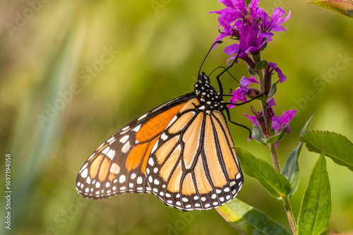 A monarch butterfly on a loosestrife plant