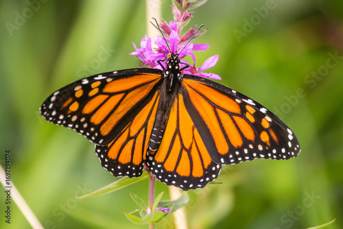 A monarch butterfly on a loosestrife plant