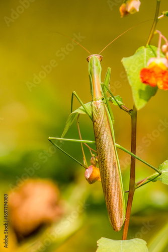 A praying mantis on a jewelweed plant