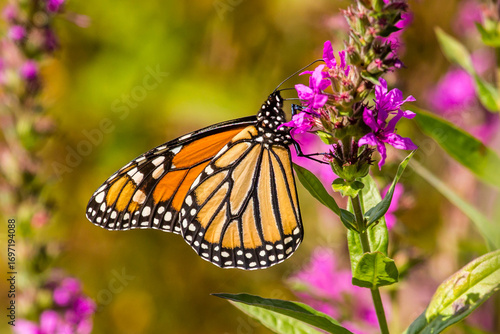 A monarch butterfly on a loosestrife plant