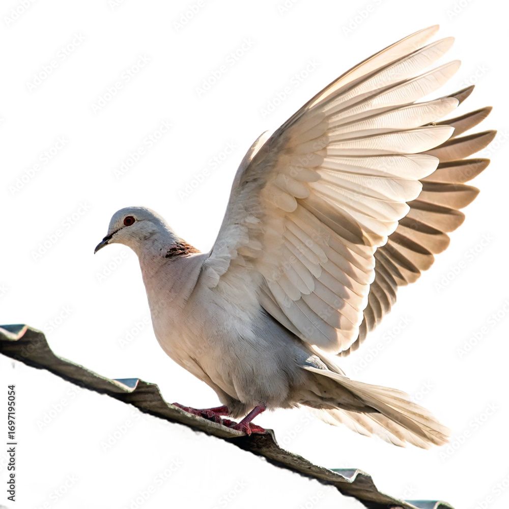Fototapeta premium Graceful white dove with wings spread takes flight from a rooftop, symbolizing peace and freedom. 