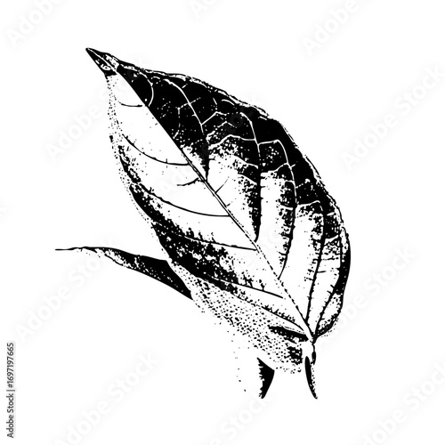 Vector Detailed botanical of overlapping leaves.