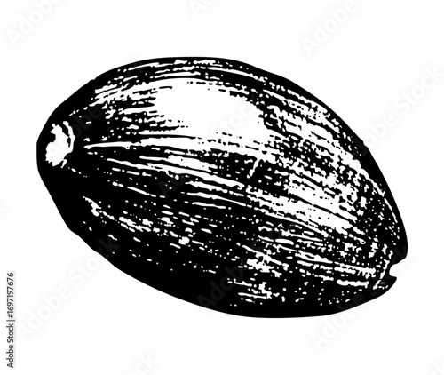 Vector Detailed of a dark green cantaloupe fruit.