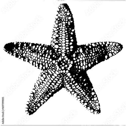 Vector Detailed starfish features speckled texture.