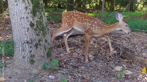 whitetail fawn in forest