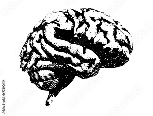 Vector Detailed of a human brain with prominent convolutions.