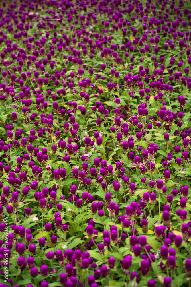 Naklejka premium pink flowers in a garden